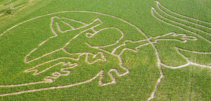 Aerial view of a corn maze